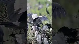 Migratory birds breading at Nelapattu Bird Sanctuary #youtubeshorts #shorts