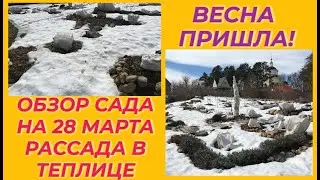 ОБЗОР САДА / ОГОРОДА / ТЕПЛИЦ / ПОСЛЕ ЗИМЫ / МАРТ В САДУ 2023