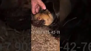 28.09.2024г