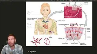 Exploring the Lymphatic System: The Bridge Between Circulation and Immunity