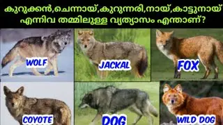 ചെന്നായ്,കുറുക്കൻ,കുറുന്നരി,നായ്,കാട്ടുനായ് ഇവർ തമ്മിലുള്ള വ്യത്യാസം എന്താണ്?|svsennumeppozhum