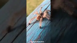 Do You Know : 🕷️ One of the rarest and most beautiful spiders in the world IS ..