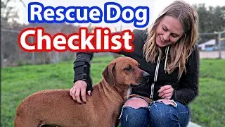 Ultimate RESCUE DOG Checklist | Dog MUST-HAVES