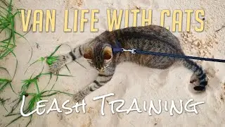 How We Leash Trained Our Cats For Van Life