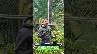 Nursery work never stops! 🌱🎅