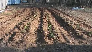 How To Keep Deer out of your Garden or Tomato Plants Organically
