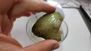 Yapay inci nasıl üretilir ( kültür incisi )