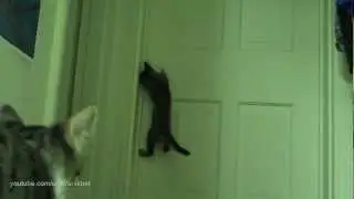 Кошка открывает дверь за дверную ручку