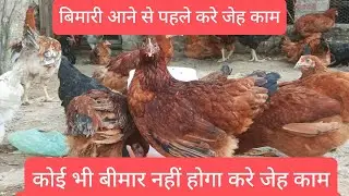 कोई भी बीमार नहीं होगा करे जेह काम | protect poultry farm before viruses