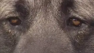 Caucasian Ovcharka vs Wolf - Difference and Comparison