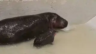Baby Pygmy Hippo Makes a Splash With Mom in First Swim at Zoo