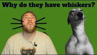 Why Do Dogs Have Whiskers? - Paws 2 Care 4