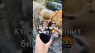 Кто оскорбляет бибизян тот рапик 🐒 