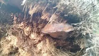 MONITORING KEBUN KELAPA SAWIT ANGGOTA KSU MAKARTI
