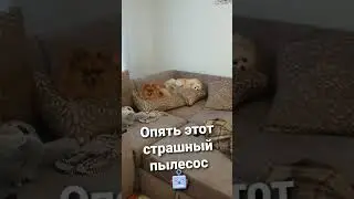 🐾 К шпицам опять пришел страшный пылесос 🐾 #shorts