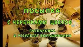 ПОСЫЛКА С ЖИВЫМИ ЦВЕТАМИ ! КАК ПРИСЫЛАЮТ ЧЕРЕНКИ !