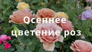 Осеннее цветение  роз. Питомник растений Е. Иващенко