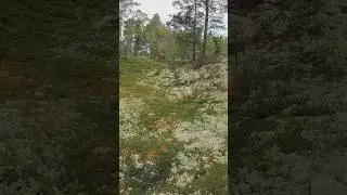 Orienteering: Knappåsen, Os 