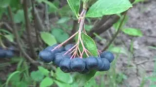 Green cuttings of chokeberry. Apply the technique that gives results