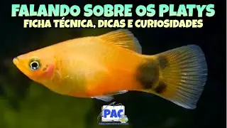 Tudo sobre o peixe Platy (Xiphophorus Maculatus)