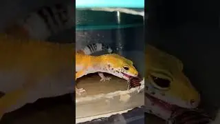 Старший малыш эублефара не хочет есть крупных тараканов.
