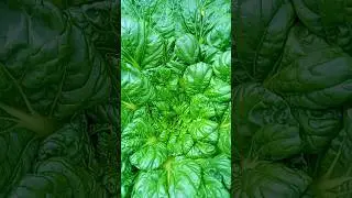 Fresh #vegetables from backyard #minivlog #minigarden #littlegarden #harvesting  #asmr #shorts