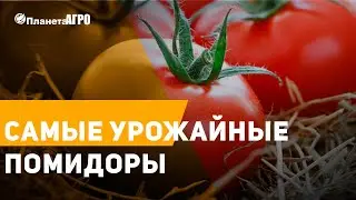 🍅 Самые урожайные помидоры ✔️ Купить семена помидоров от 🌿 Планета Агро