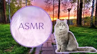 Асмр от котиков!💗😍🐱 (Видео не мои монтировала я)