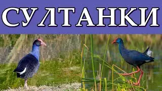 СУЛТАНКИ - Курицы из отряда журавлей