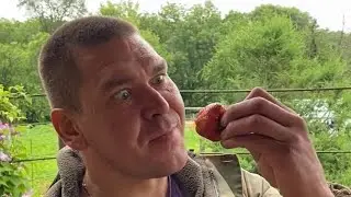 Не ешьте клубнику пока не посмотрите это видео