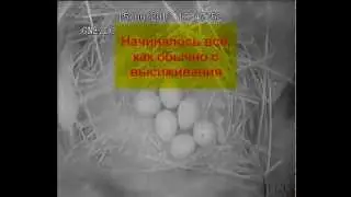 Скворец певчий - выведение птенцов