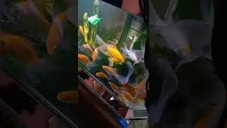 ikan
