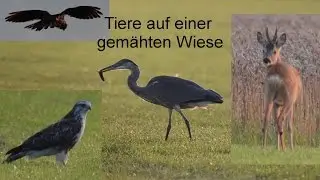Tiere auf einer gemähten Wiese - Graureiher, Bussard, Falke, Reh