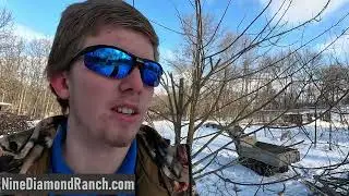Pruning Apple Trees, Pawpaw Trees, and Grapevines