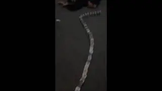 Sigara paketleriyle domino yapmak(öğrenci işi domino)