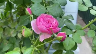 Осенняя посадка роз в кашпо. Розы в кашпо в саду.💐✨💐✨💐