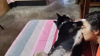 Morning Wake-Up Time with My Dog Shinchan 🐶 | Cute & Angry Moments 😄