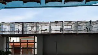Tập lực và phơi nắng chim chào mào hiệu quả