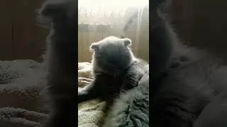 Где справедливость? #shortvideo