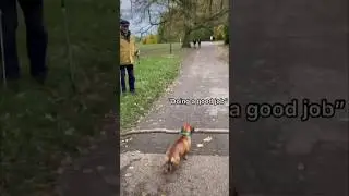 This dog is VERY proud of himself😂#dogs #shorts