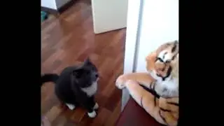 Half-Life Cat