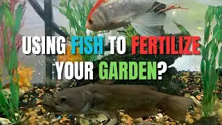 🐠🌱 The Ultimate Guide to Fertilizing Your Garden with Aquarium Water! 🌱🐠