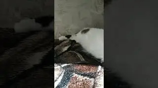 БЕЛЫЙ КОТ БАРСИК ЛЕЖИТ НА СВОЕМ ДИВАНЕ