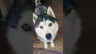 #хаски