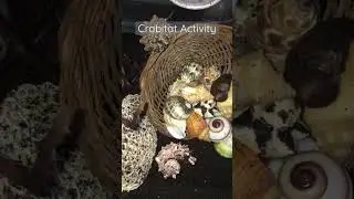Aktivitas kelomang | crabitat berantakan setelah 1 hari dibersihkan 