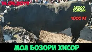 мол бозор хисор = гов бозори хисор 14.04.2019 гови ширдор ва букача