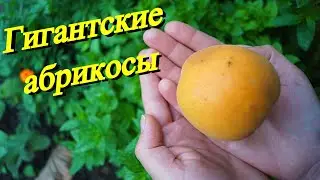 Гигантские абрикосы / Сбор урожая