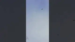 Голуби Анатолия. Город Чаплыгин.