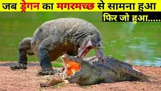 CROCODILE VS KOMODO DRAGON देखते हैं किसमें हैं कितना दम ❗Real Animal BATTLE Crocodile Comodo Dragon