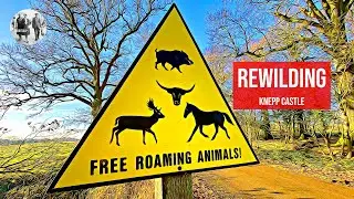 Rewilding Pioneers - Knepp